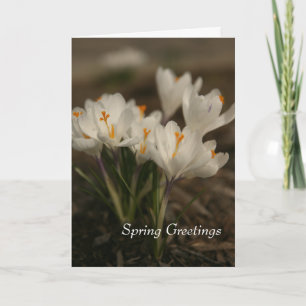 White Crocus Faltkarte Frühjahr Karte