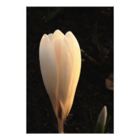 White Crocus über das dunkle Background Foto