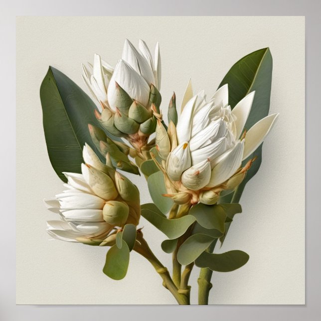 White Curcuma Blume Art Print Poster (Vorne)