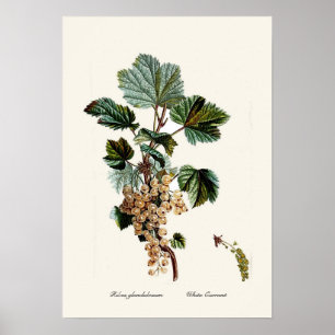 White Currant Poster