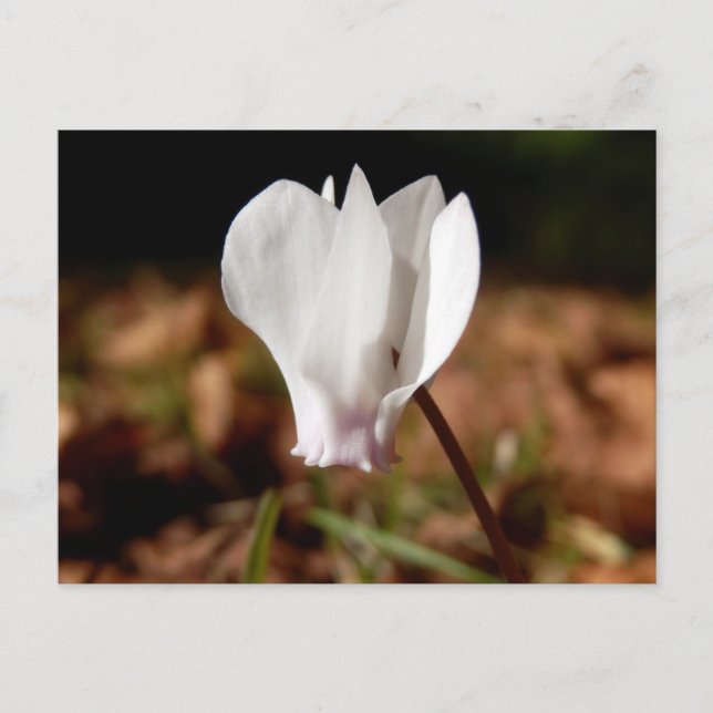 White Cyclamen Postcard Postkarte (Vorderseite)