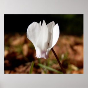 White Cyclamen Poster