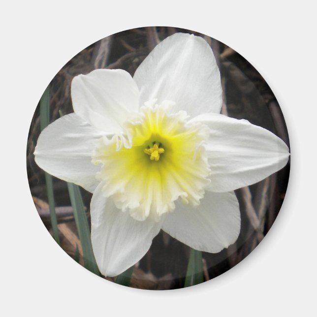 White Daffodil Magnet (Vorne)