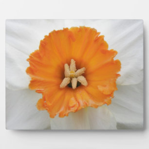 White Daffodil Plaque Fotoplatte