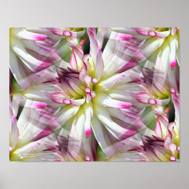 White Dahlia Blume Petals Abstrakt Poster (Vorne)