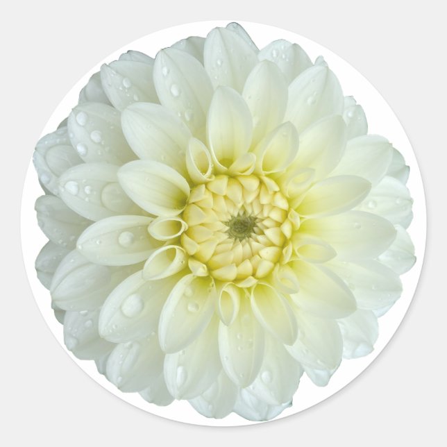 White Dahlia Blume Runder Aufkleber (Vorderseite)