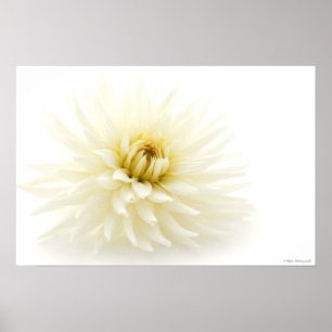 White Dahlia Poster