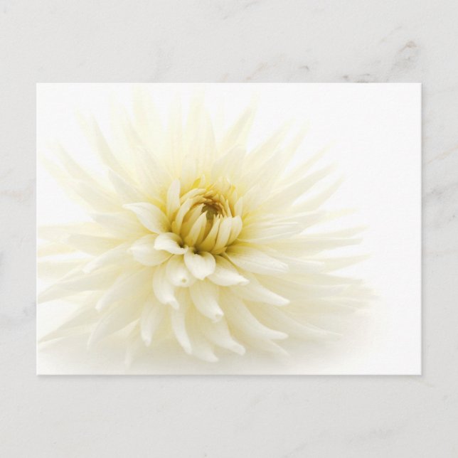 White Dahlia Postkarte (Vorderseite)