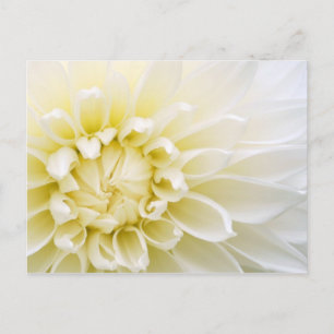White Dahlia Postkarte