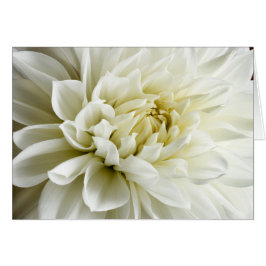 White Dahlia Sepia Dahlia Closeup Blume Template