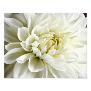 White Dahlia Sepia Dahlia Closeup Blume Template Fotodruck