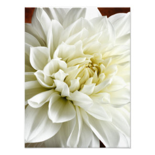 White Dahlia Sepia Dahlia Closeup Blume Template Fotodruck