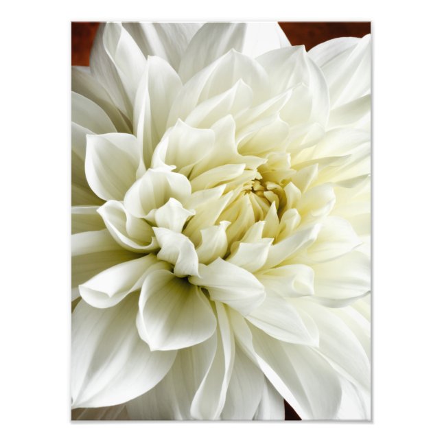 White Dahlia Sepia Dahlia Closeup Blume Template Fotodruck (Vorne)