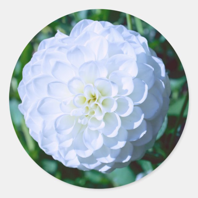 White Dahlia Sticker (Vorderseite)