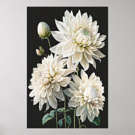 White Dahlias Blume Art Print Poster