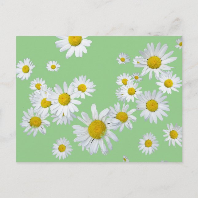White Daisies Cust. Farbtrennzeichen Postkarte (Vorderseite)