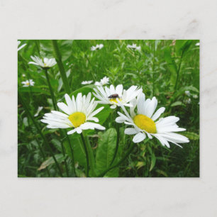 White Daisies DIY Postcard Postkarte
