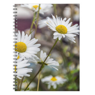 White daisies notebook notizblock