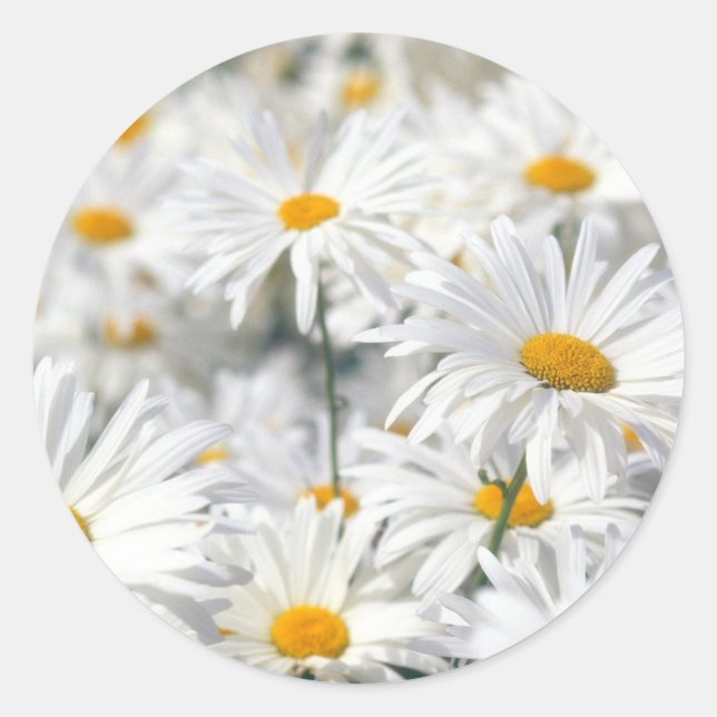 White Daisies Runder Aufkleber (Vorderseite)