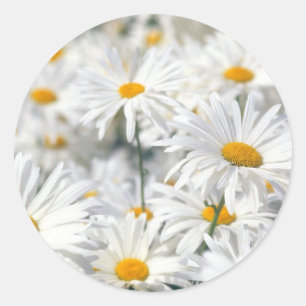 White Daisies Runder Aufkleber