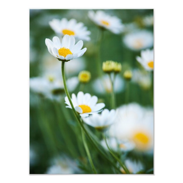 White Daisis in a Field - Maßgeschneiderte DAISY Fotodruck (Vorne)