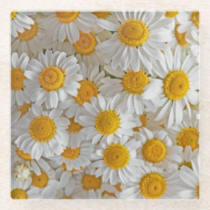 White Daisis: Schöner Blumenhintergrund Glasuntersetzer
