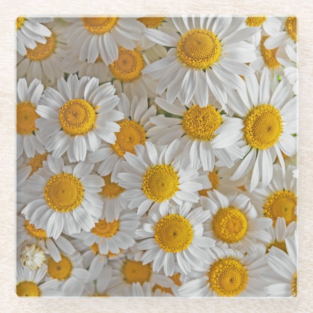 White Daisis: Schöner Blumenhintergrund Glasuntersetzer (Vorderseite)
