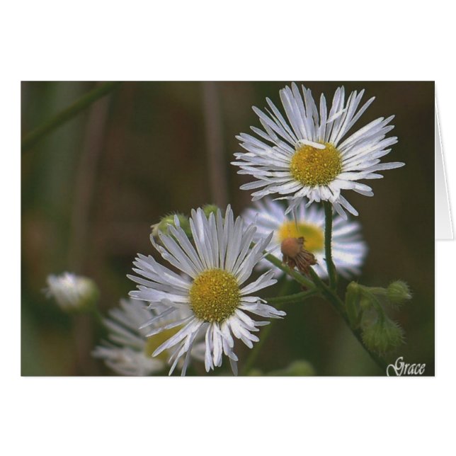White Daisise Card (Vorderseite (Horizontal))