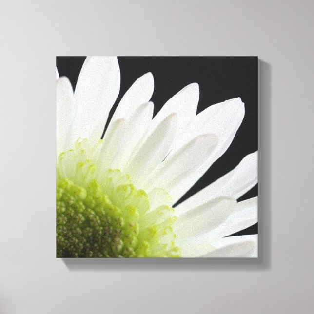 White Daisy auf Black Leinwanddruck (Vorderseite)