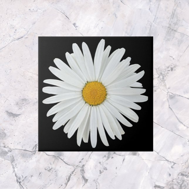White Daisy Blume auf Black Floral Fliese (In Situ)