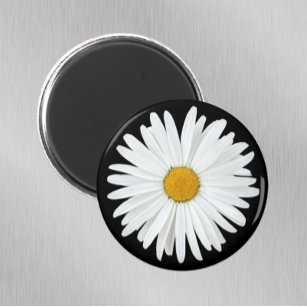 White Daisy Blume auf Black Floral Magnet