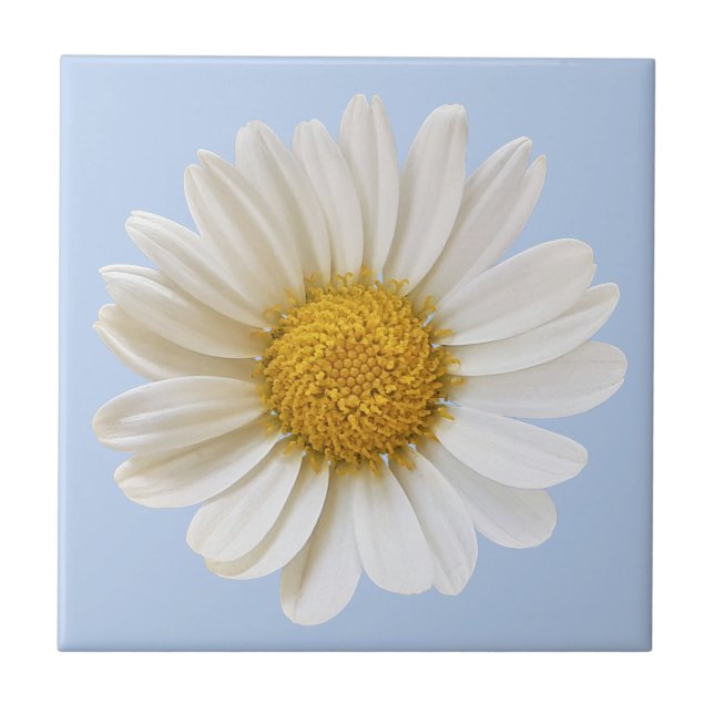 White Daisy Blume auf hellblauem Hintergrund Fliese (Vorderseite)