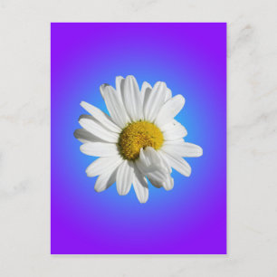 White Daisy Blume Bloral Lila Blue Gradient Postkarte