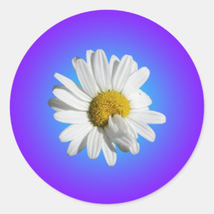 White Daisy Blume Bloral Lila Blue Gradient Runder Aufkleber
