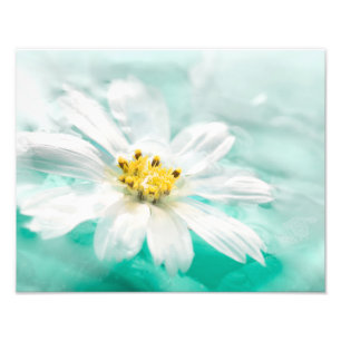 White Daisy Blume Blue Water Pond Aqua Türkis Fotodruck
