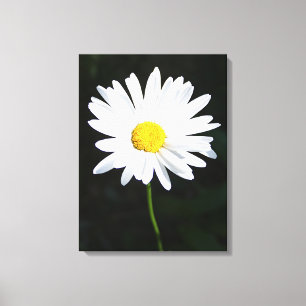 White Daisy Blume Canvas Print Leinwanddruck