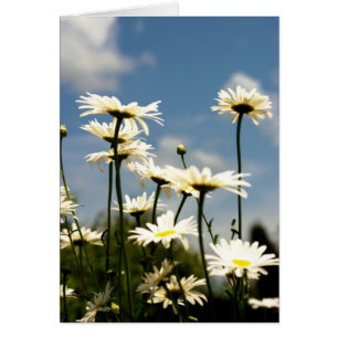 White Daisy Blume Card
