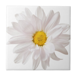 White Daisy Blume Daisis Blume Blumenvorlage Fliese