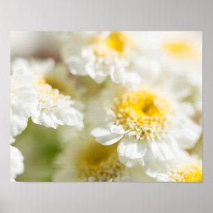 White Daisy Blume Foto Poster