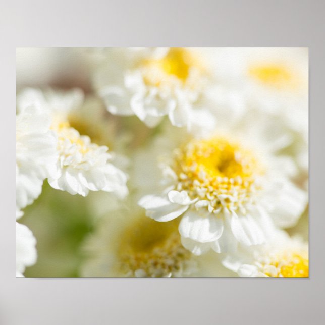 White Daisy Blume Foto Poster (Vorne)