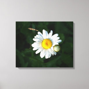 White Daisy Blume Foto Wrapped canvas Leinwanddruck