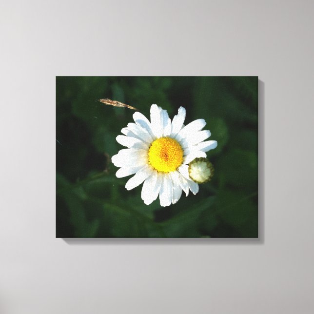 White Daisy Blume Foto Wrapped canvas Leinwanddruck (Vorderseite)