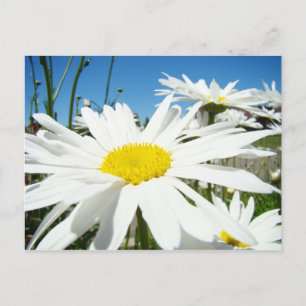 White Daisy Blume Garden Postkarten Blue Sky
