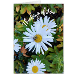 White Daisy Blume mit einem Bienengedanken