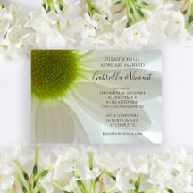White Daisy Blume Petals Wedding