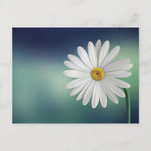 White Daisy Blume Postcard Postkarte