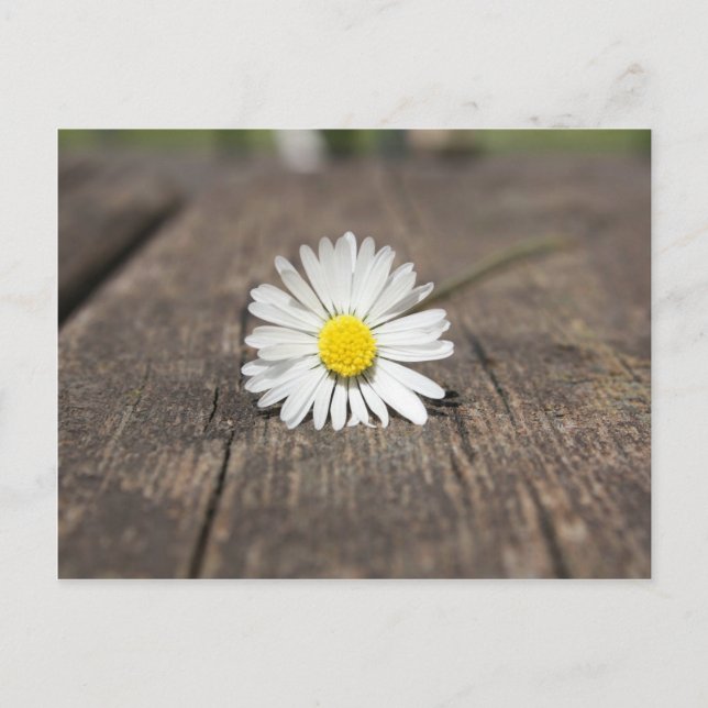 White Daisy Blume Postkarte (Vorderseite)