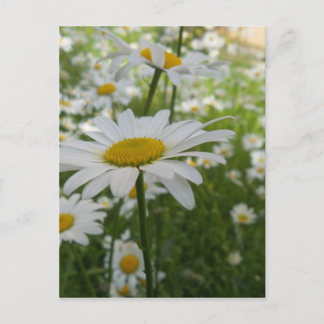 White Daisy Blume Postkarte (Vorderseite)