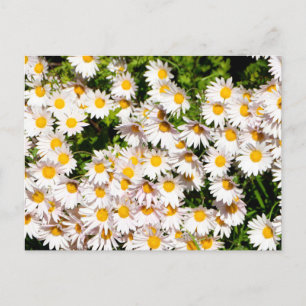 White Daisy Blume Postkarte