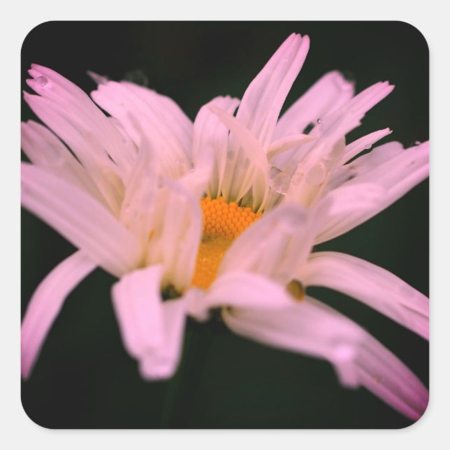 White Daisy Blume Quadratischer Aufkleber (Vorderseite)
